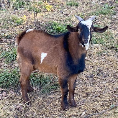 Dwight profile picture