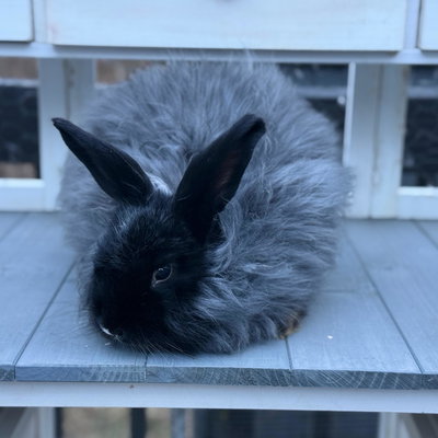Mila's Bunny Farm profile picture