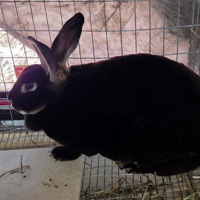 Sable profile picture