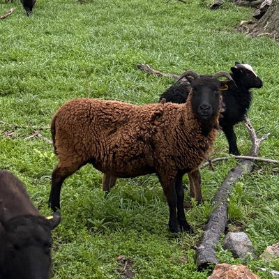 Amazon profile picture