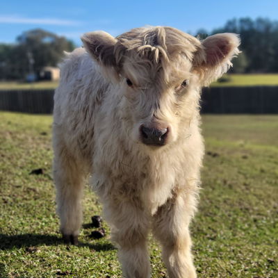 Elsa profile picture