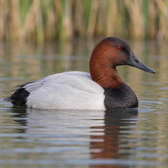 canvasback