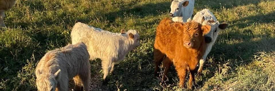 Oklahoma Miniature Lovable Livestock profile cover image