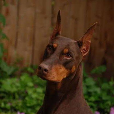 Diesel profile picture