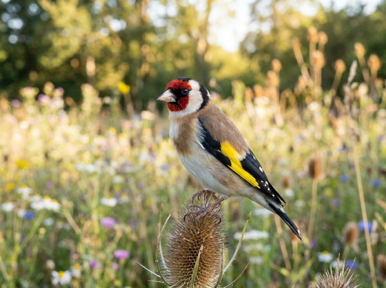 European goldfinch