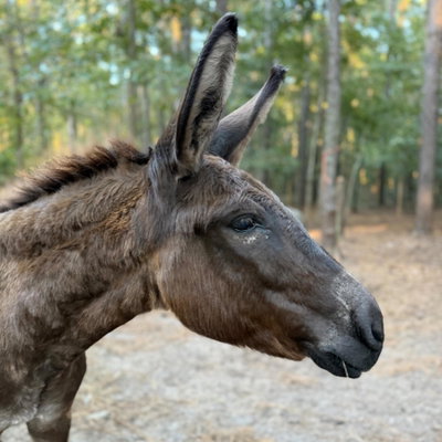 Reba profile picture