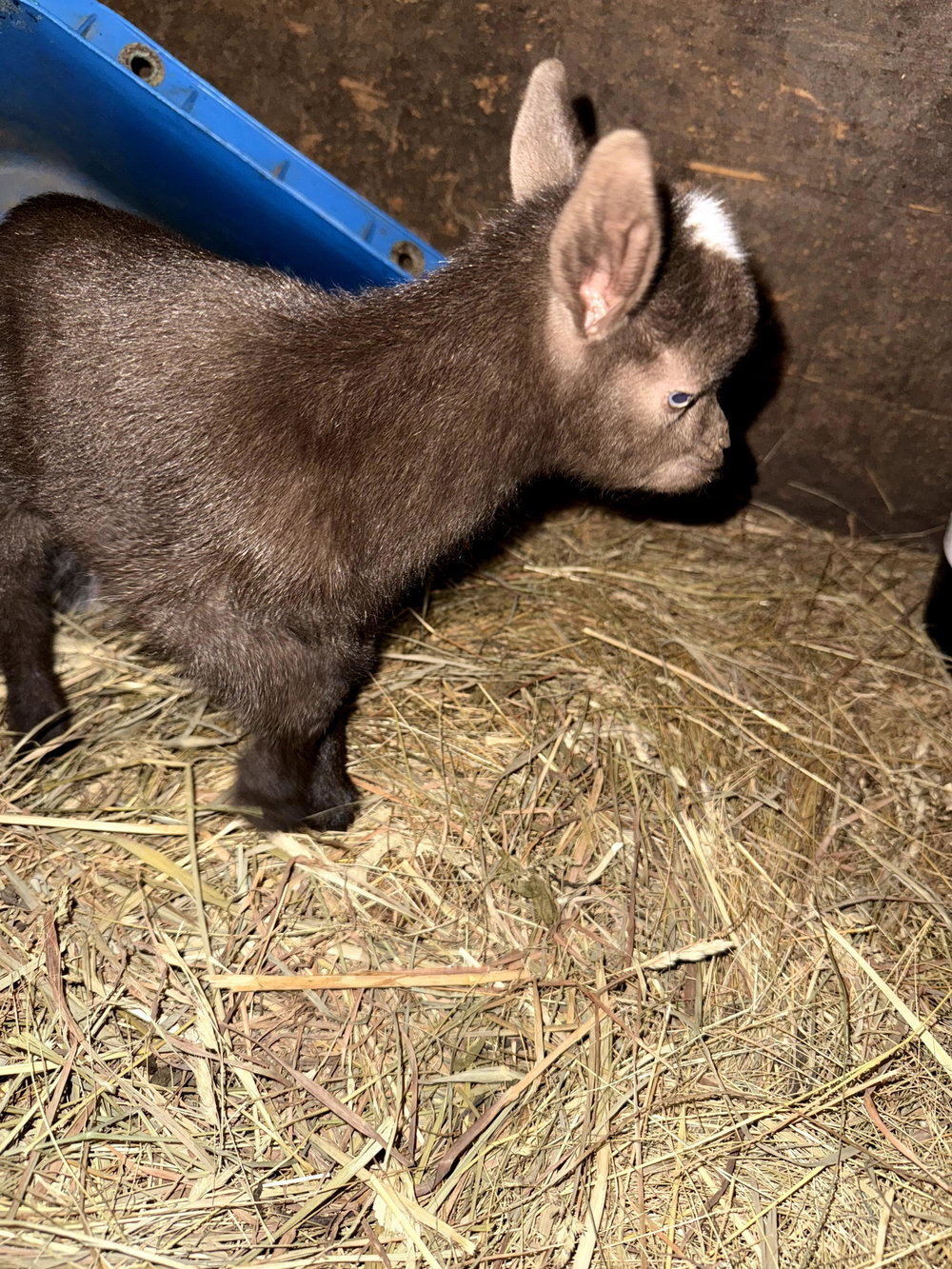Chip, photo 3