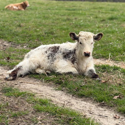 Cupcake profile picture