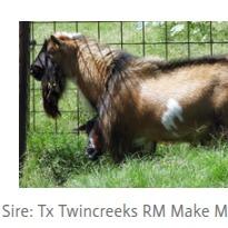 TX Twincreeks RM Make My Day *B