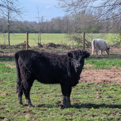 Bonnie profile picture