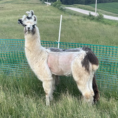 PPWI Everlasting Daisy profile picture