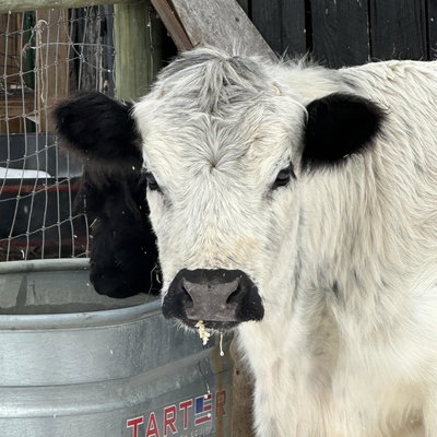 RBR Abby profile picture