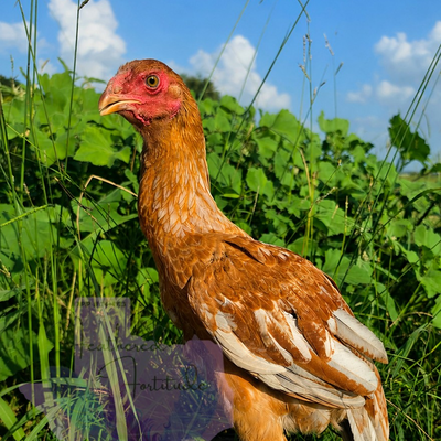 Blue pullet profile picture