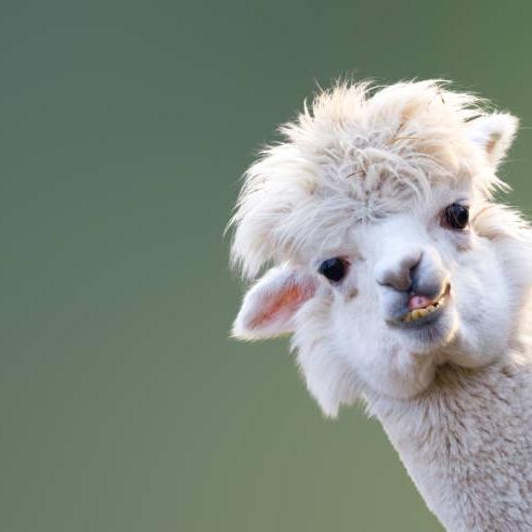 Llama