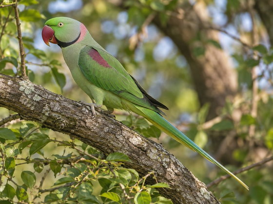 Alexandrine parakeet