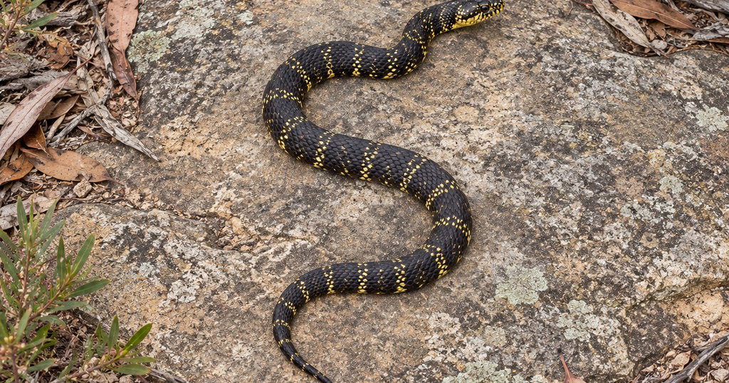 Broad-Headed Snake: Prices, Breeders & Care | Creatures