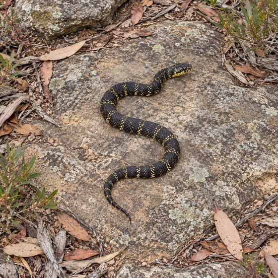 broad-headed snake