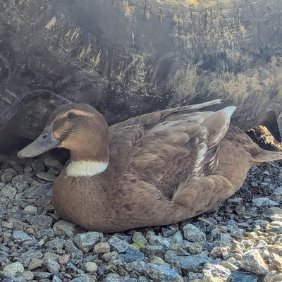 Dipper profile picture