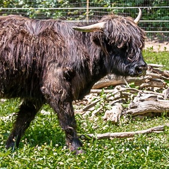 Beau of Ridge & Valley Appalachian Farm