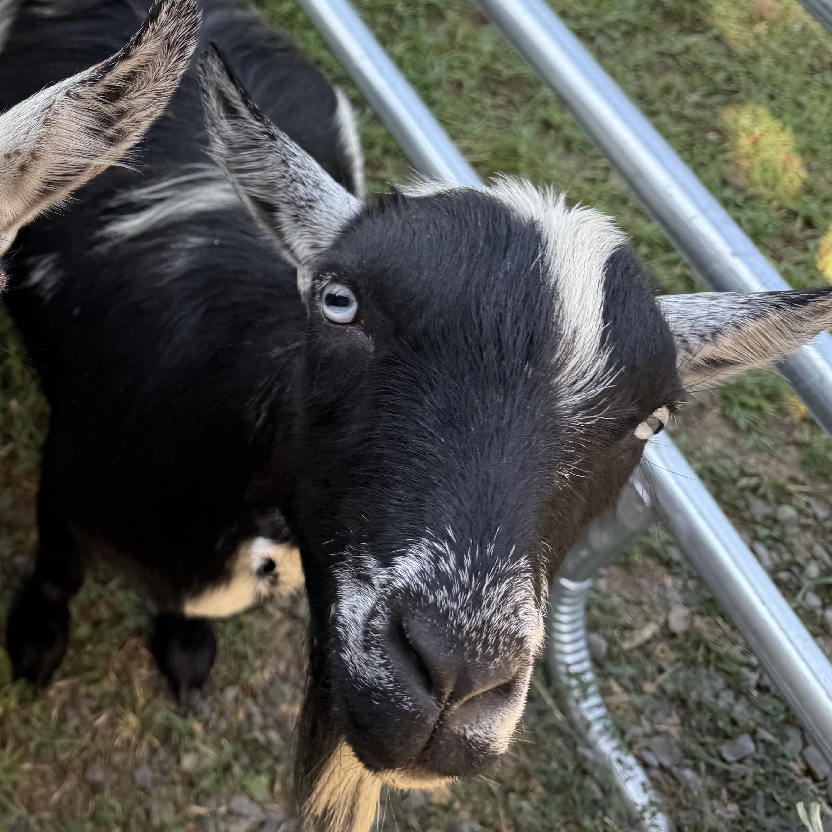 Oreo