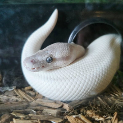 Danearys profile picture