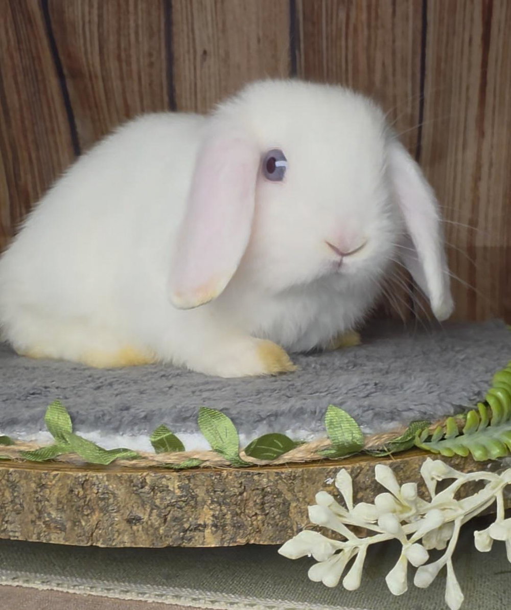 Azul - BEW Holland Lop, photo 4