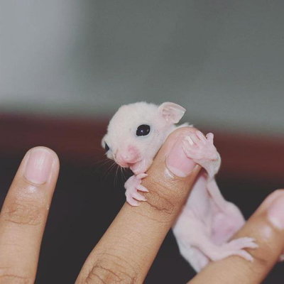 Sugar glider Sugar profile picture