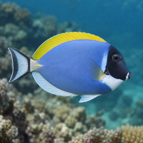 powderblue surgeonfish
