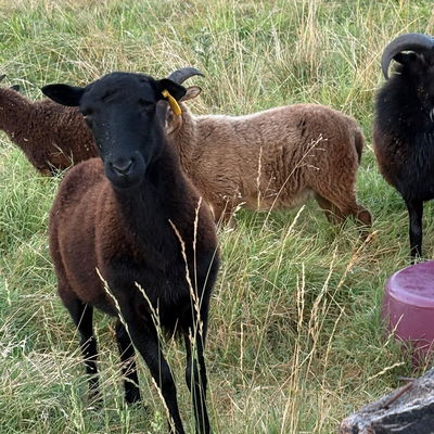 Pandora profile picture