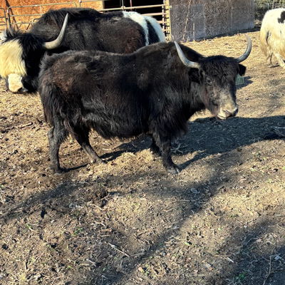 Macy profile picture