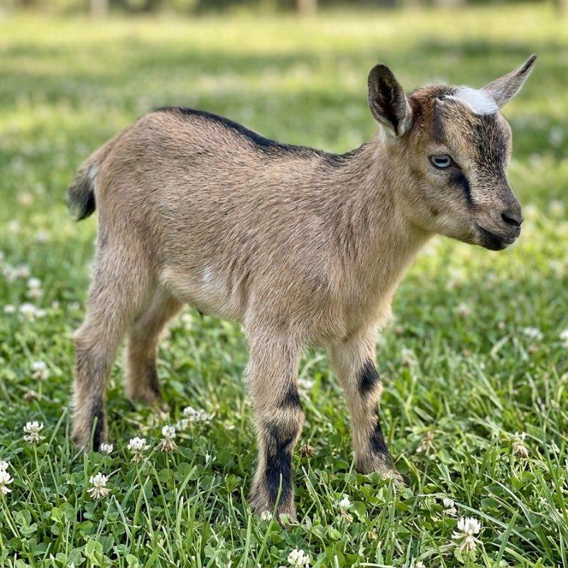 Willow Creek Sweet Pea