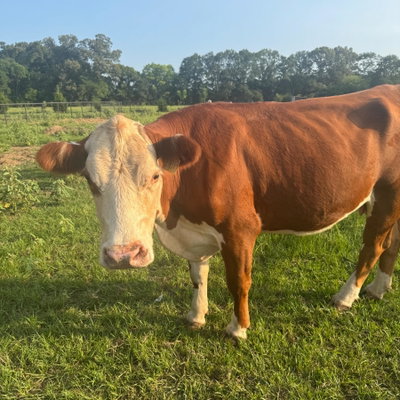 Barb profile picture