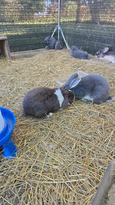 Galaxy Hopping Rabbitry Orithyia profile picture