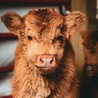 Jace profile picture