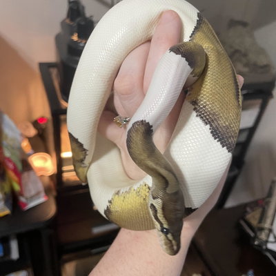 Pie profile picture