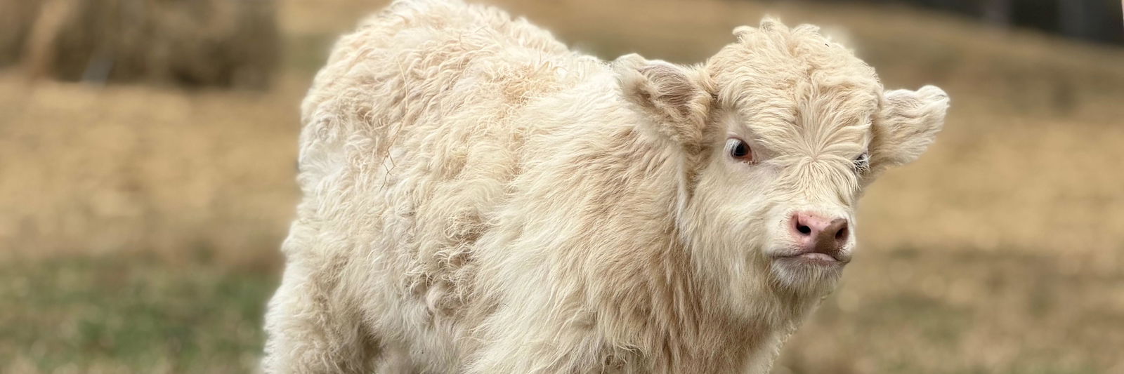 Rocky profile cover image