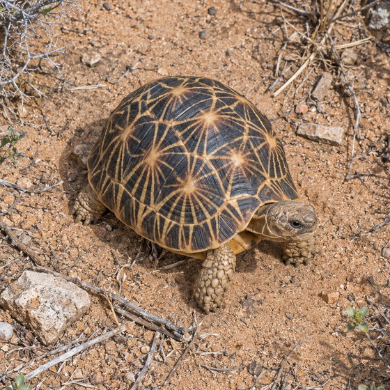 Madagascan spider tortoise