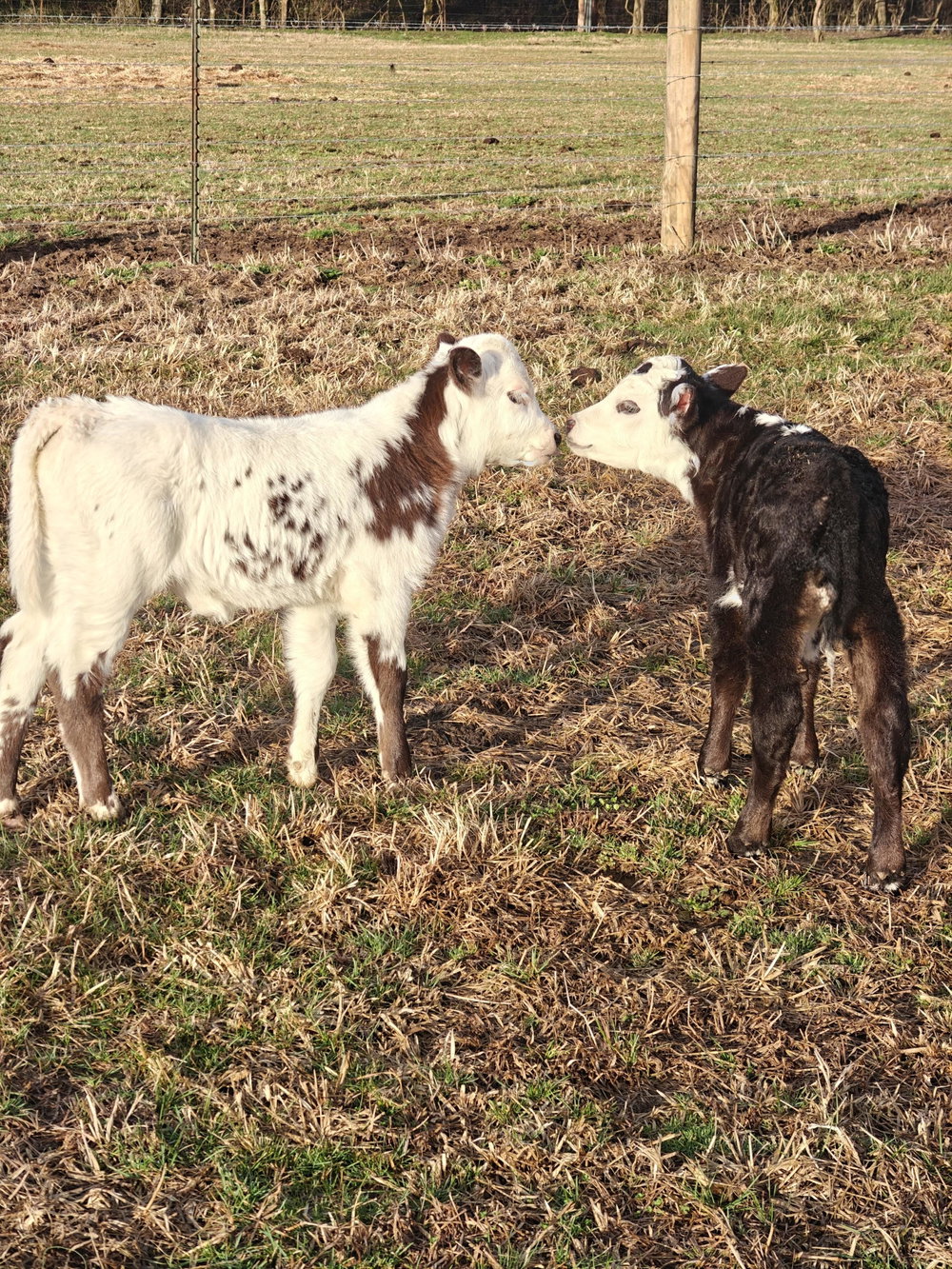 Big Momma Baby, photo 2