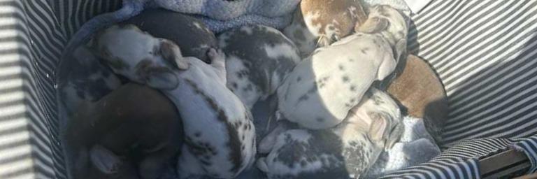 Velvet Meadow Farms profile cover image