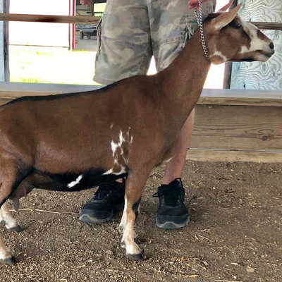 SGCH Old Mountain Farm Sleepnbeauty 3*M profile picture
