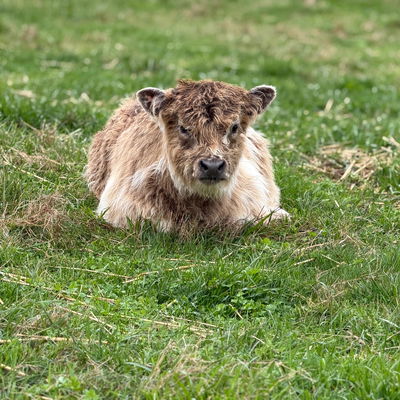 Swagger profile picture