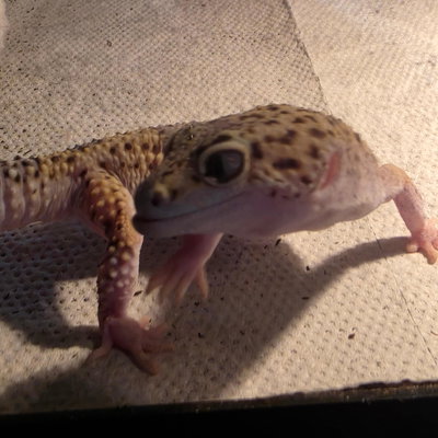 Cletus profile picture