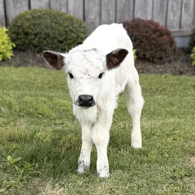 Cowboy profile picture