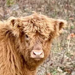 Torin profile picture