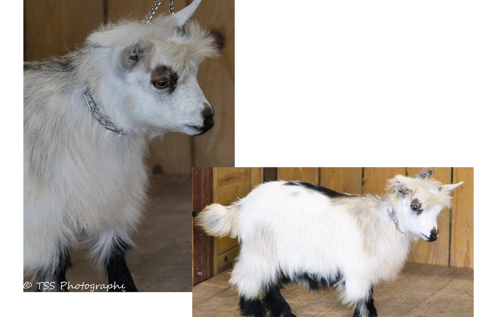 Randolph's Sienna x Rose Quartz Amadeus Doe 1