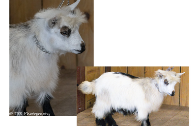 Randolph's Sienna x Rose Quartz Amadeus Doe 1 profile picture
