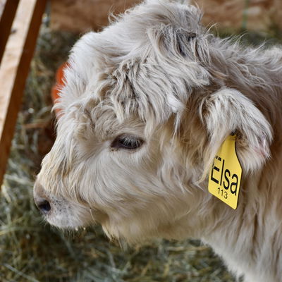 WM Cruella’s Elsa profile picture