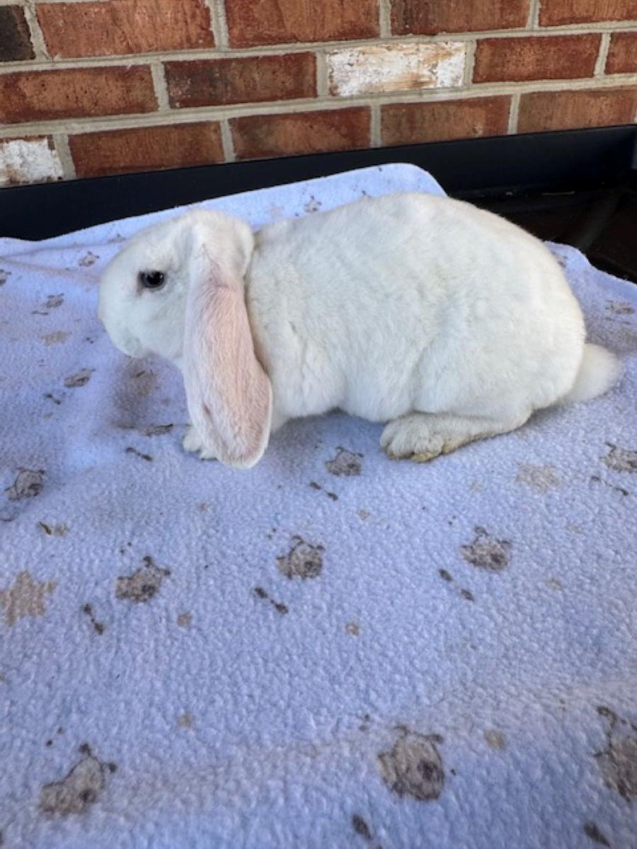 Snow- Blue Eyed White (BEW), photo 2