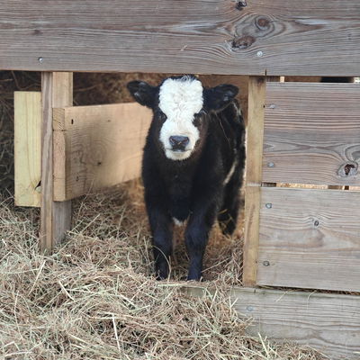 Bessie Baby profile picture