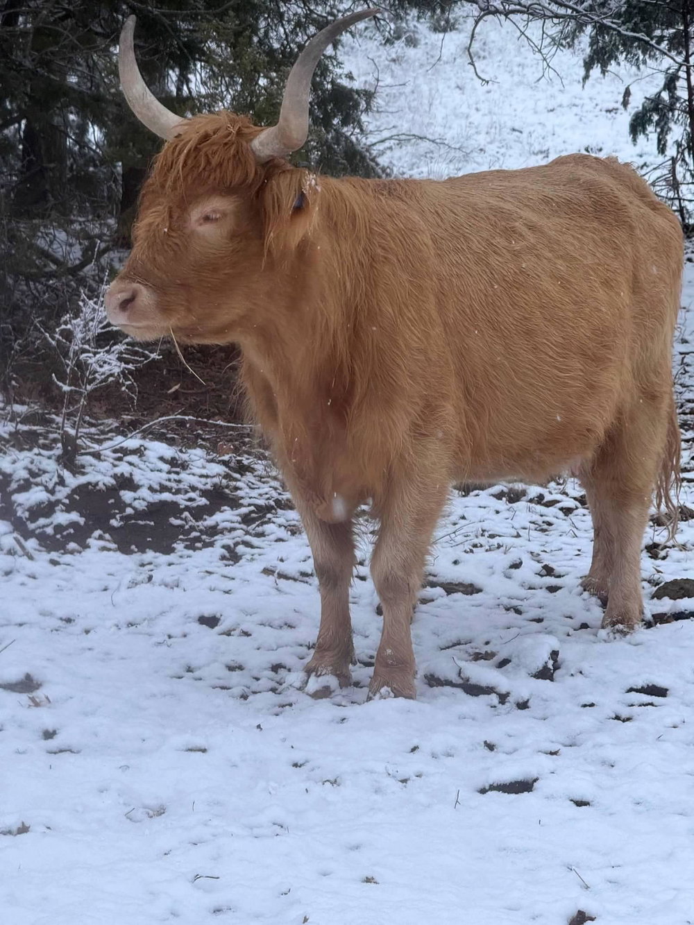 Fergus, photo 4